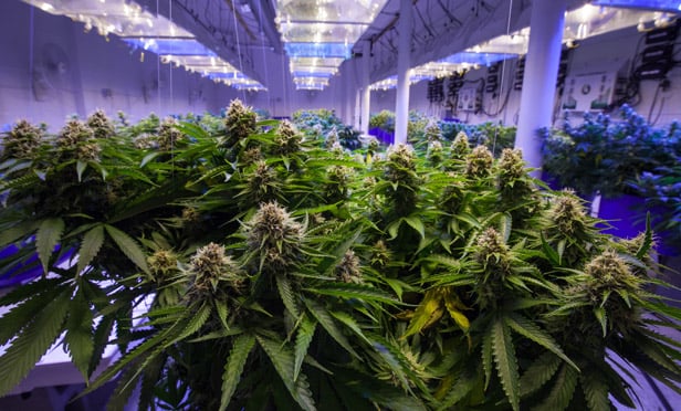 As Cannabis Industry Matures, Expect a Lot More Litigation