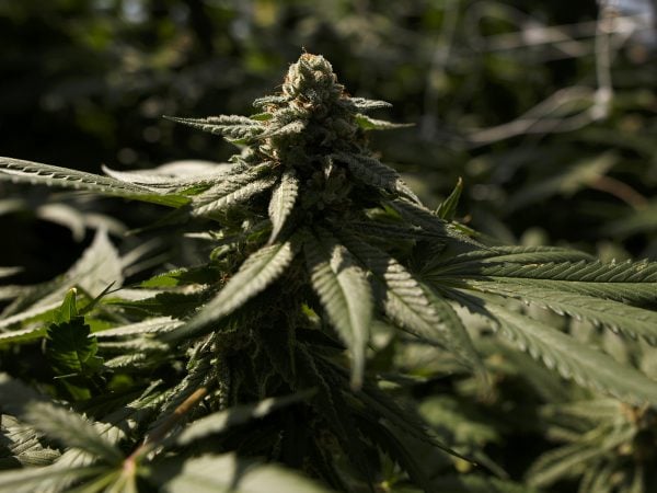 SEC Charges 'Recidivist Securities Laws Violator' in Cannabis Firm Offerings