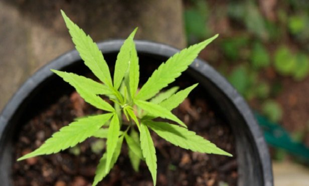 Cambria Launches TOKE Cannabis ETF: Portfolio Products